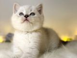 Mükemmel Kali̇tede Bri̇ti̇sh Shorthai̇r Lynx Poi̇nt