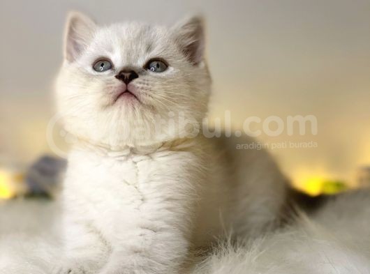 Mükemmel Kali̇tede Bri̇ti̇sh Shorthai̇r Lynx Poi̇nt görsel
