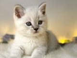 Mükemmel Kali̇tede Bri̇ti̇sh Shorthai̇r Lynx Poi̇nt