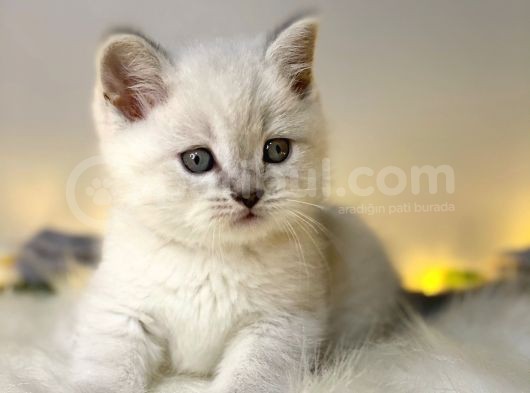 Mükemmel Kali̇tede Bri̇ti̇sh Shorthai̇r Lynx Poi̇nt