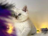 Mükemmel Kali̇tede Bri̇ti̇sh Shorthai̇r Lynx Poi̇nt