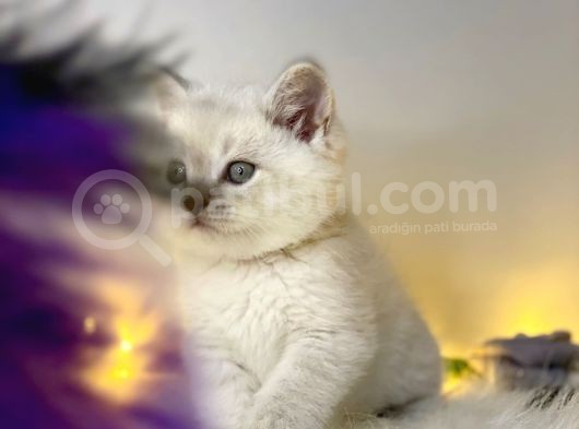 Mükemmel Kali̇tede Bri̇ti̇sh Shorthai̇r Lynx Poi̇nt görsel