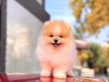 Ayi Surat Pomeranian Boo Yavrular Disi