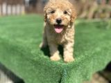 Show Kalite Toy Poodle Yavrularimiz