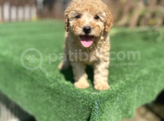 Show Kalite Toy Poodle Yavrularimiz