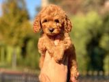 Bebek Surat Toy Poodle Yavrularimiz
