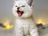 Mükemmel Kali̇tede Bri̇ti̇sh Shorthai̇r Lynx Poi̇nt
