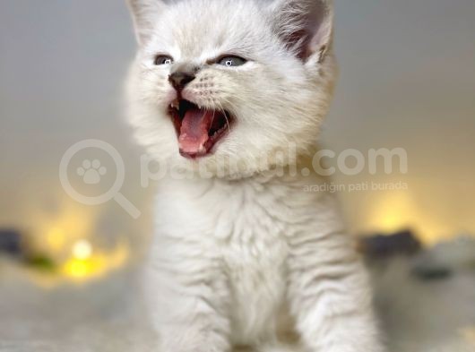 Mükemmel Kali̇tede Bri̇ti̇sh Shorthai̇r Lynx Poi̇nt görsel