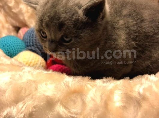 Acil Acil Acil British Shorthair görsel