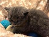 Acil Acil Acil British Shorthair