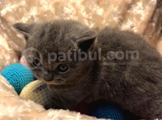 Acil Acil Acil British Shorthair görsel