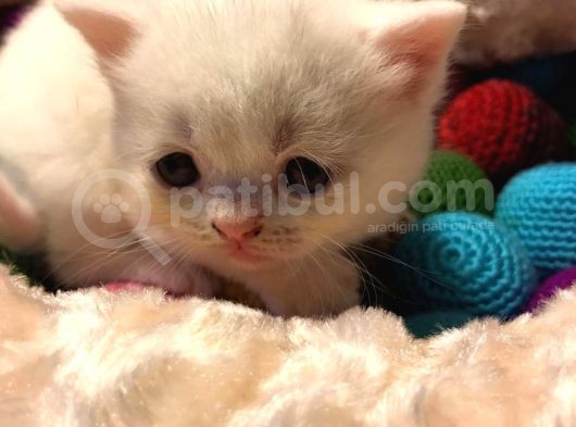 Acil Acil Acil British Shorthair görsel