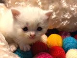 Acil Acil Acil British Shorthair