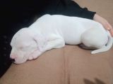 Arjantin Dogo