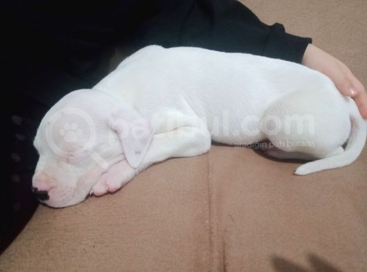 Arjantin Dogo görsel