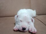 Arjantin Dogo