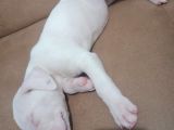 Arjantin Dogo