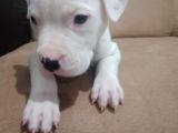 Arjantin Dogo