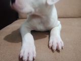 Arjantin Dogo