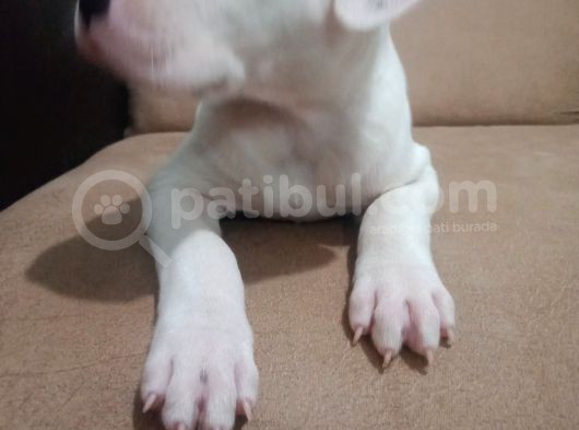 Arjantin Dogo görsel