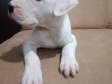Arjantin Dogo