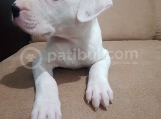 Arjantin Dogo