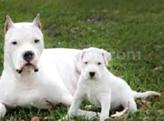 Birinci Sınıf Safkan Dogo Argentino Yavruları Için görsel