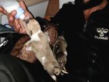 Pitbull Retnos 2 Aylık Dişi