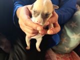 Pitbul Retnos 2 Aylık Dişi