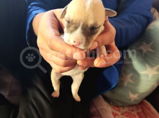 Pitbul Retnos 2 Aylık Dişi görsel