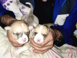 Pitbul Retnos 2 Aylık Dişi