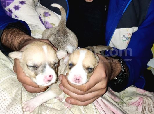 Pitbul Retnos 2 Aylık Dişi görsel