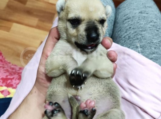 Pitbul Retnos 2 Aylık Dişi görsel