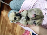 Pitbull Retnos 2 Aylık Dişi