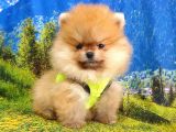 Teddy Face Pomeranian Boo Yavrularımız