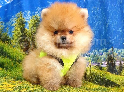 Teddy Face Pomeranian Boo Yavrularımız görsel