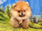 Teddy Face Pomeranian Boo Yavrularımız