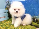 Pomeranian Boo Yavrularımız