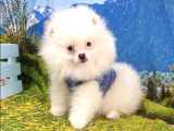 Pomeranian Boo Yavrularımız