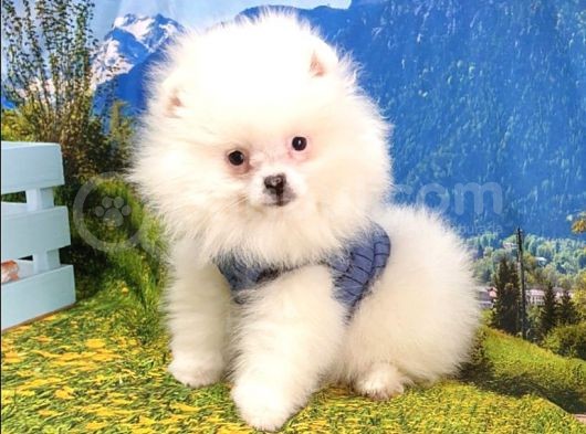 Pomeranian Boo Yavrularımız görsel