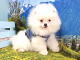 Pomeranian Boo Yavrularımız