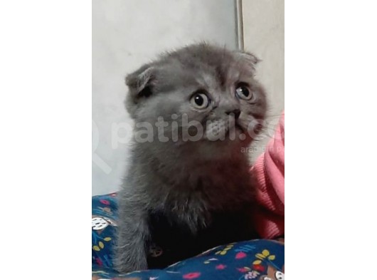 Özel Irk Scotish Fold görsel