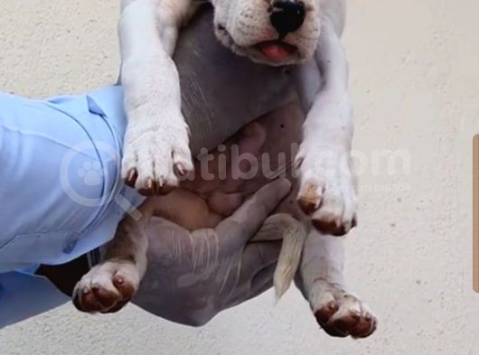 Birinci Sınıf Safkan Dogo Argentino Yavruları Için