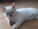 Safkan Blue Point Dişi