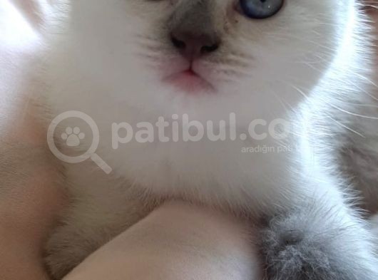Safkan Blue Point Dişi görsel