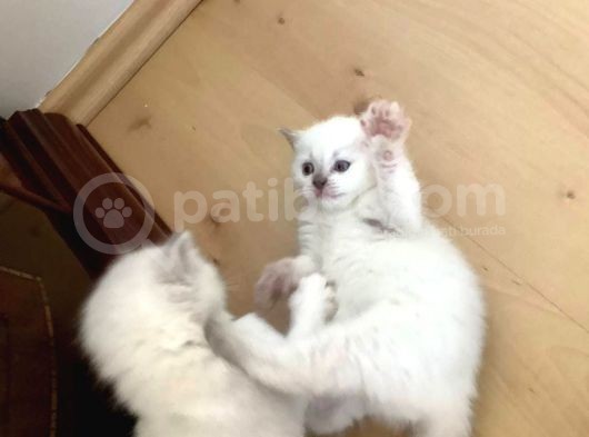 Safkan Blue Point Dişi görsel