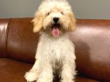 5 Aylık Dişi Apricot Toy Poodle Bebek