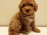 Red Toy Poodle Dişi Yavrumuz