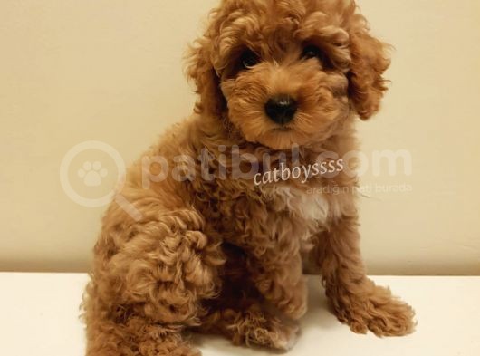 Red Toy Poodle Dişi Yavrumuz görsel