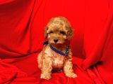 Safkan Toy Poodle Yavrularımız